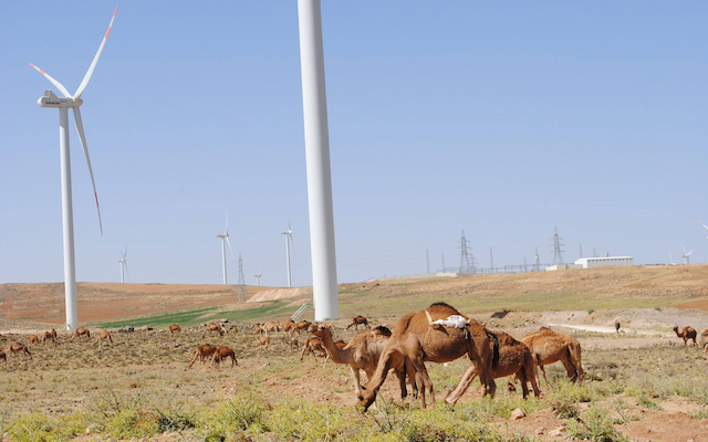 Tamasuk